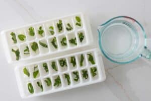 mint leaves added to ice cube tray